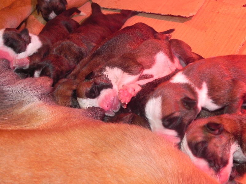 Chiot Boxer Des Lacs Du Levezou